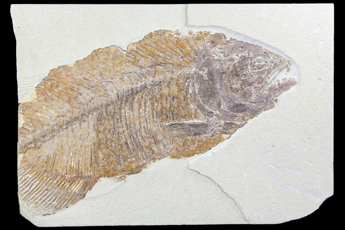 Bargain, Phareodus Fish Fossil - Huge Fish! #85524